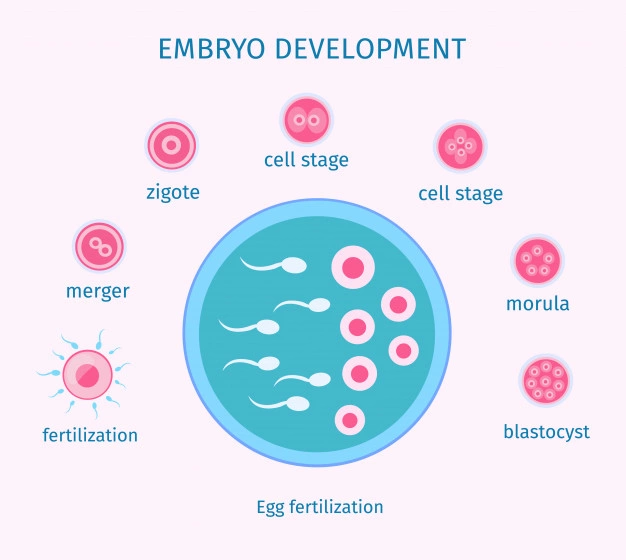 Male Infertility